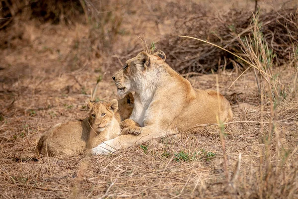 Löwenjunges Und Mutter Liegen Gras Kruger Nationalpark Südafrika — Stockfoto