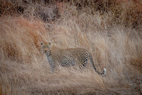 Leopardo Maschio Piedi Nell Erba Alta Nel Kruger National Park — Foto Stock