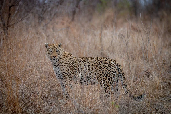 Hombre Leopardo Pie Hierba Alta Parque Nacional Kruger Sudáfrica —  Fotos de Stock