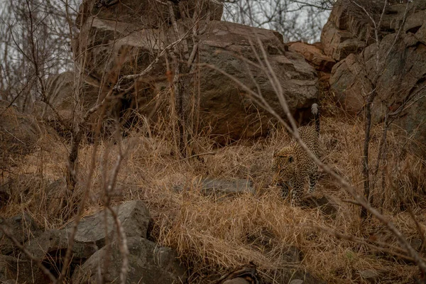 Leopardo Macho Caminhando Misturando Arbusto Africano Parque Nacional Kruger África — Fotografia de Stock