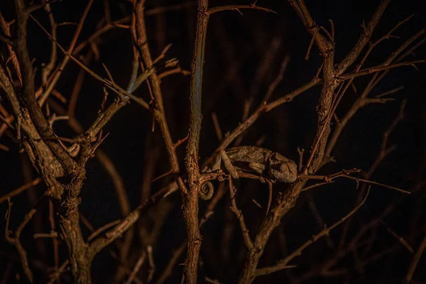 Camaleón Cuello Aleta Árbol Por Noche Parque Nacional Kruger Sudáfrica —  Fotos de Stock