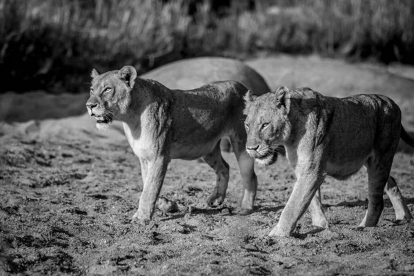 Duas Leoas Caminhando Areia Preto Branco Parque Nacional Kruger África — Fotografia de Stock