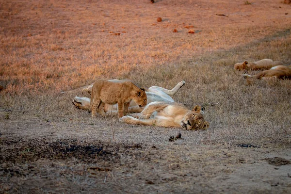 Lion Cub Mother Grass Kruger National Park South Africa — Stock Photo, Image