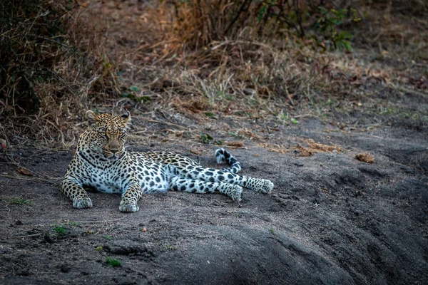 Leopard Ξαπλώνει Και Ξεκουράζεται Στο Εθνικό Πάρκο Kruger Νότια Αφρική — Φωτογραφία Αρχείου