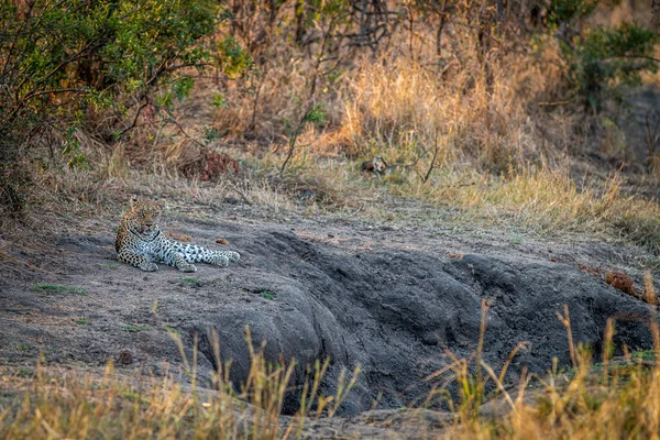 Leopardo Acostado Descansando Parque Nacional Kruger Sudáfrica —  Fotos de Stock