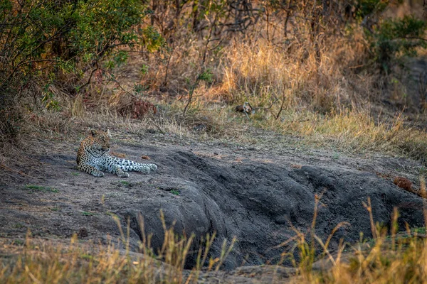 Leopardo Acostado Descansando Parque Nacional Kruger Sudáfrica — Foto de Stock