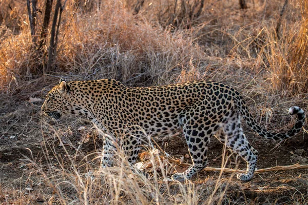 Leopardo Caminhando Savana Africana Parque Nacional Kruger África Sul — Fotografia de Stock