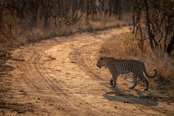 Leopard Περπάτημα Στο Δρόμο Στο Kruger National Park Νότια Αφρική — Φωτογραφία Αρχείου