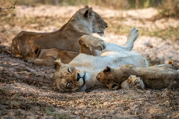 Περηφάνια Λιονταριών Που Αναπαύονται Στην Άμμο Στο Εθνικό Πάρκο Kruger — Φωτογραφία Αρχείου