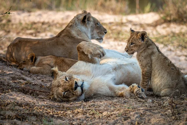 Güney Afrika 'daki Kruger Ulusal Parkı' ndaki kumda dinlenen Aslan Sürüsü.
