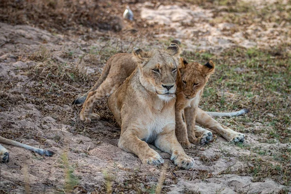 Aslan yavrusu Güney Afrika Kruger Ulusal Parkı 'nda annesine sarılıyor..