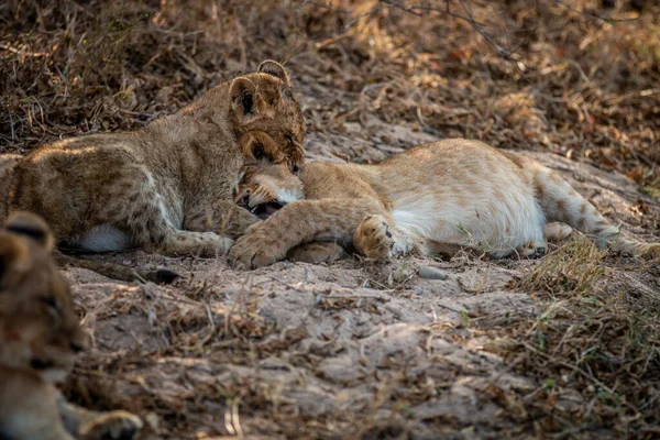 Twee Leeuwenwelpen Spelen Het Zand Het Kruger National Park Zuid — Stockfoto