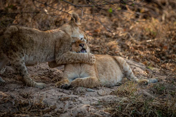 Zwei Löwenjungen Beim Spielen Sand Kruger Nationalpark Südafrika — Stockfoto