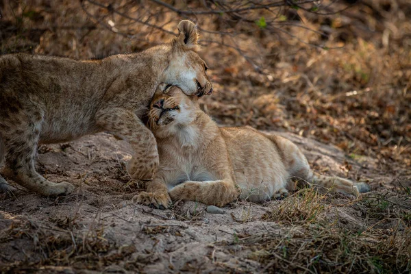 Dos Cachorros León Jugando Arena Parque Nacional Kruger Sudáfrica —  Fotos de Stock