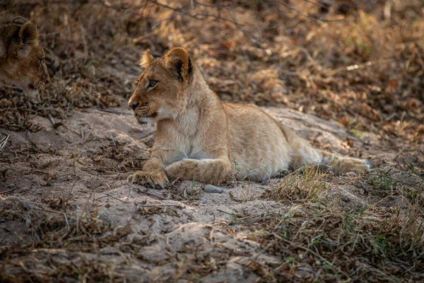 Güney Afrika 'daki Kruger Ulusal Parkı' nda kumda yatan yavru..