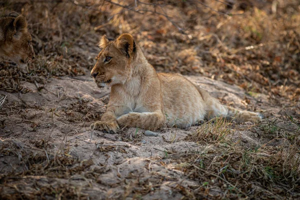 Colocación Cachorros Arena Parque Nacional Kruger Sudáfrica — Foto de Stock