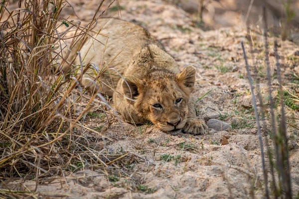 Güney Afrika 'daki Kruger Ulusal Parkı' nda kumda yatan yavru..