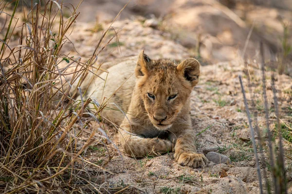 Kładzenie Szczeniąt Piasku Parku Narodowym Kruger Republika Południowej Afryki — Zdjęcie stockowe