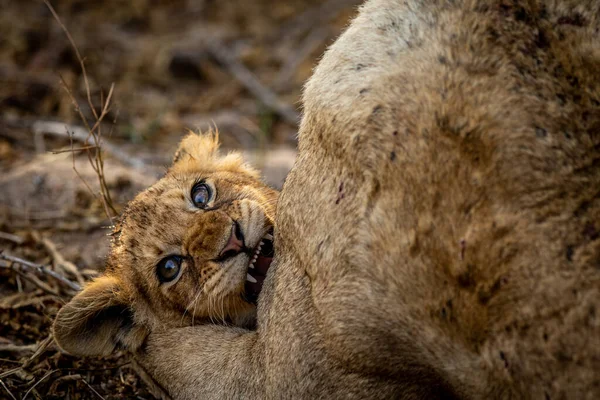 南アフリカのクルーガー国立公園で母親とのライオンの赤ちゃんの抱っこ — ストック写真