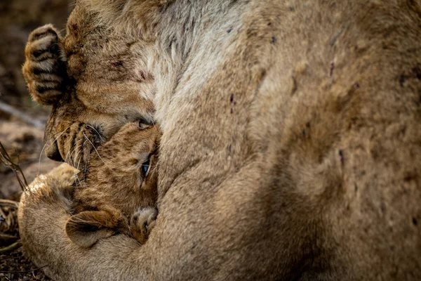 Lví Mládě Mazlí Svou Matkou Krugerově Národním Parku Jižní Africe — Stock fotografie