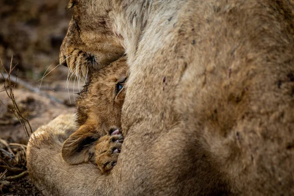 Leeuwenwelpje Knuffelen Met Zijn Moeder Het Kruger National Park Zuid — Stockfoto