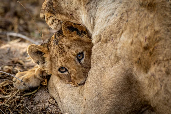 Cachorro León Abrazándose Con Madre Parque Nacional Kruger Sudáfrica — Foto de Stock