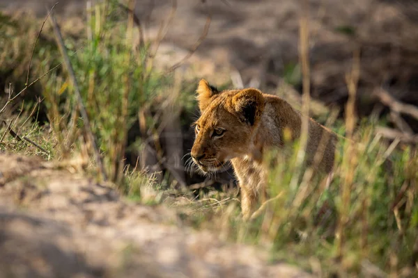 Aslan yavrusu Kruger Ulusal Parkı, Güney Afrika 'da çimlerin üzerinde yürüyor..