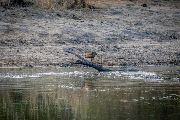 Hammerkop Standing Water Fishing Kruger National Park South Africa — 스톡 사진