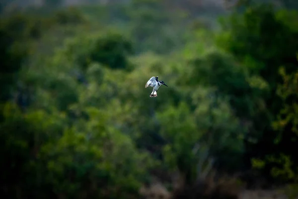 Pied Kingfisher Vznášející Nad Vodou Rybaření Kruger National Park Jižní — Stock fotografie