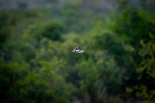 Pied Kingfisher Flotando Sobre Pesca Agua Parque Nacional Kruger Sudáfrica —  Fotos de Stock