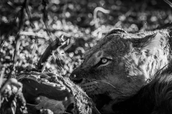 Zblízka Lvi Krmení Jatečně Upraveném Těle Černé Bílé Kruger National — Stock fotografie