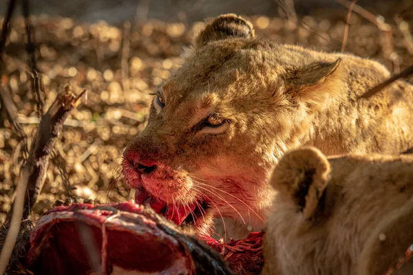 Close Leões Alimentando Uma Carcaça Parque Nacional Kruger África Sul — Fotografia de Stock