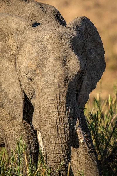 非洲大象在克鲁格国家公园 南非的特写 — 图库照片