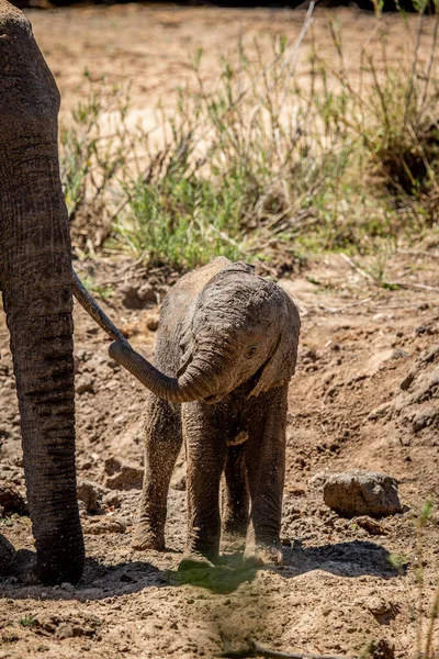 Słoń Afrykański Stojący Matką Parku Narodowym Kruger Rpa — Zdjęcie stockowe