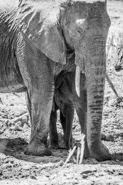 Baby African Elephant Standing Legs His Mother Black White Kruger — стоковое фото