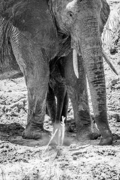 Elefante Africano Bebê Entre Pernas Sua Mãe Preto Branco Parque — Fotografia de Stock