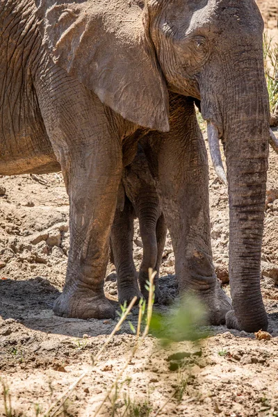 Elefante Africano Bebé Pie Entre Las Piernas Madre Parque Nacional — Foto de Stock
