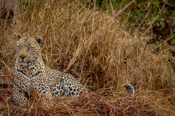 Nagy Hím Leopárd Fekszik Magas Kruger Nemzeti Park Dél Afrika — Stock Fotó