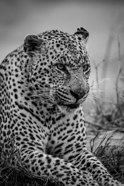 Close Grande Leopardo Macho Preto Branco Parque Nacional Kruger África — Fotografia de Stock