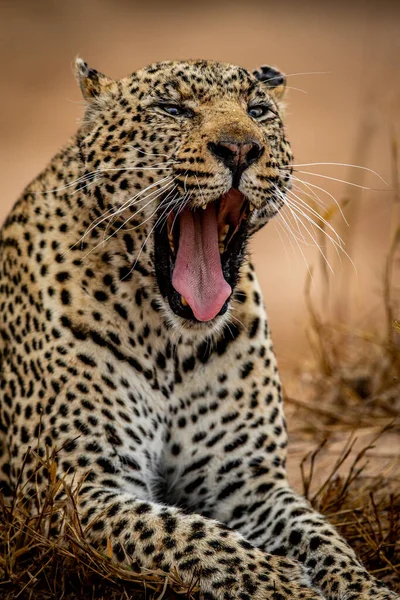 Gros Plan Grand Léopard Mâle Dans Parc National Kruger Afrique — Photo