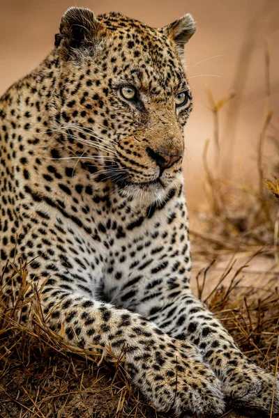 Büyük Bir Erkek Leopar Kruger National Park Güney Afrika Için — Stok fotoğraf