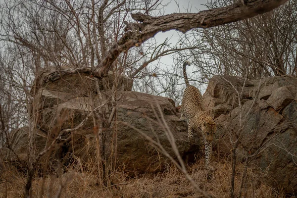 남아프리카 공화국의 크루거 공원에 아프리카 숲에서 융화하는 스톡 사진