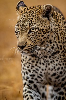 Güney Afrika 'daki Kruger Ulusal Parkı' nda dişi bir leoparın yakın çekimi..