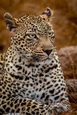 Güney Afrika 'daki Kruger Ulusal Parkı' nda dişi bir leoparın yakın çekimi..