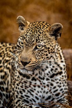Güney Afrika 'daki Kruger Ulusal Parkı' nda dişi bir leoparın yakın çekimi..