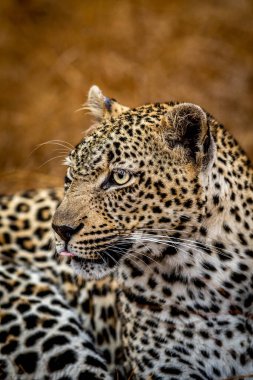 Güney Afrika 'daki Kruger Ulusal Parkı' nda dişi bir leoparın yakın çekimi..