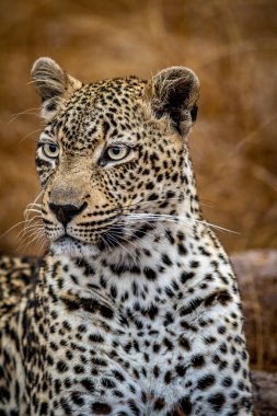 Güney Afrika 'daki Kruger Ulusal Parkı' nda dişi bir leoparın yakın çekimi..