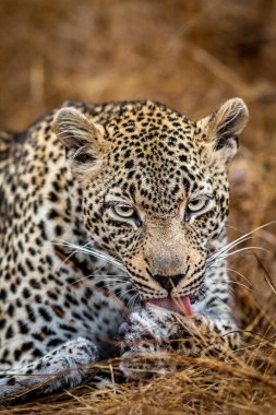 Güney Afrika 'daki Kruger Ulusal Parkı' nda dişi bir leoparın yakın çekimi..