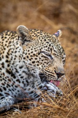 Güney Afrika 'daki Kruger Ulusal Parkı' nda dişi bir leoparın yakın çekimi..