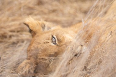 Güney Afrika 'daki Kruger Ulusal Parkı' nda bir Aslan Yavrusu 'nun kafasını kapatın..